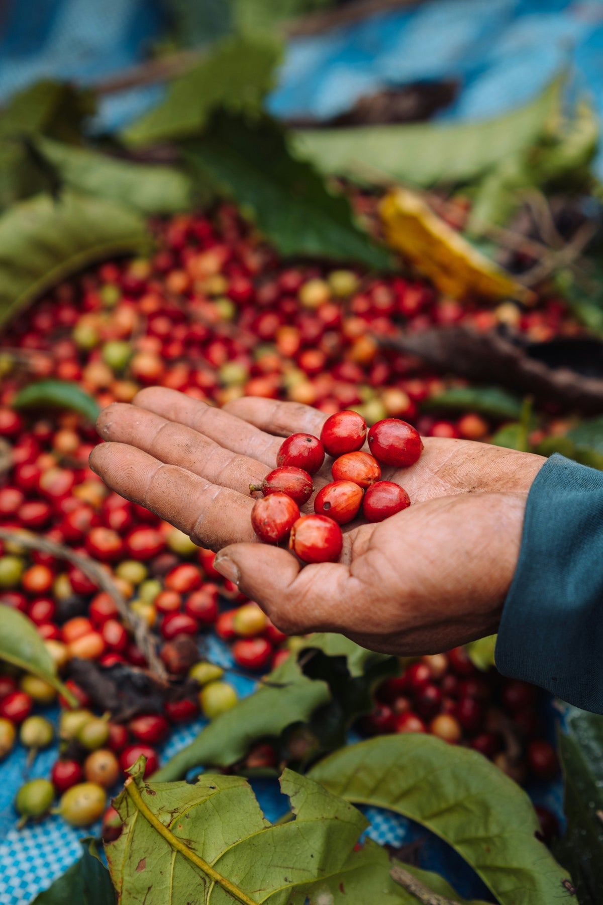 Arabica vs Robusta