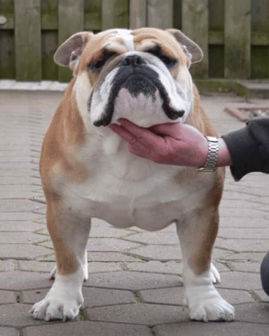 SNATCH - House Filter